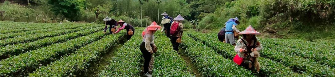 茶香舒心自由行