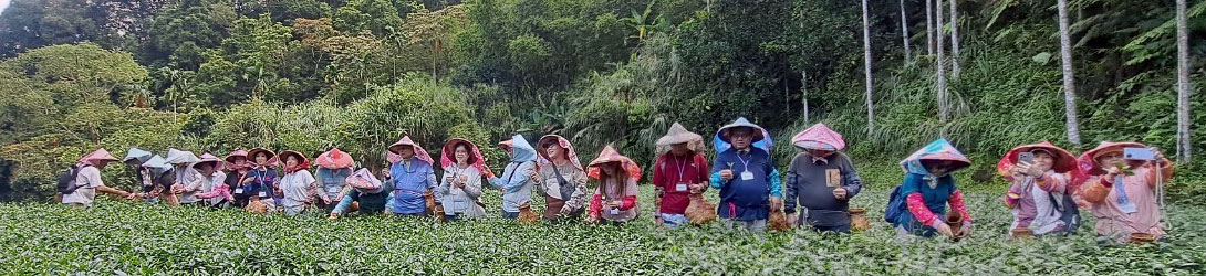 茶香舒心自由行